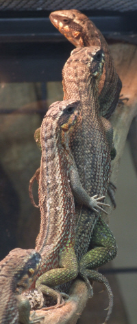 Jeweled Curly Tail Lizards