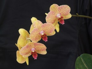 Blooming Dtps. Phalaenopsis KV Beauty 613