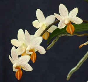 Blooming Phalaenopsis Mini Mark Holm