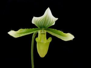 Blooming Paphiopedilum orchid