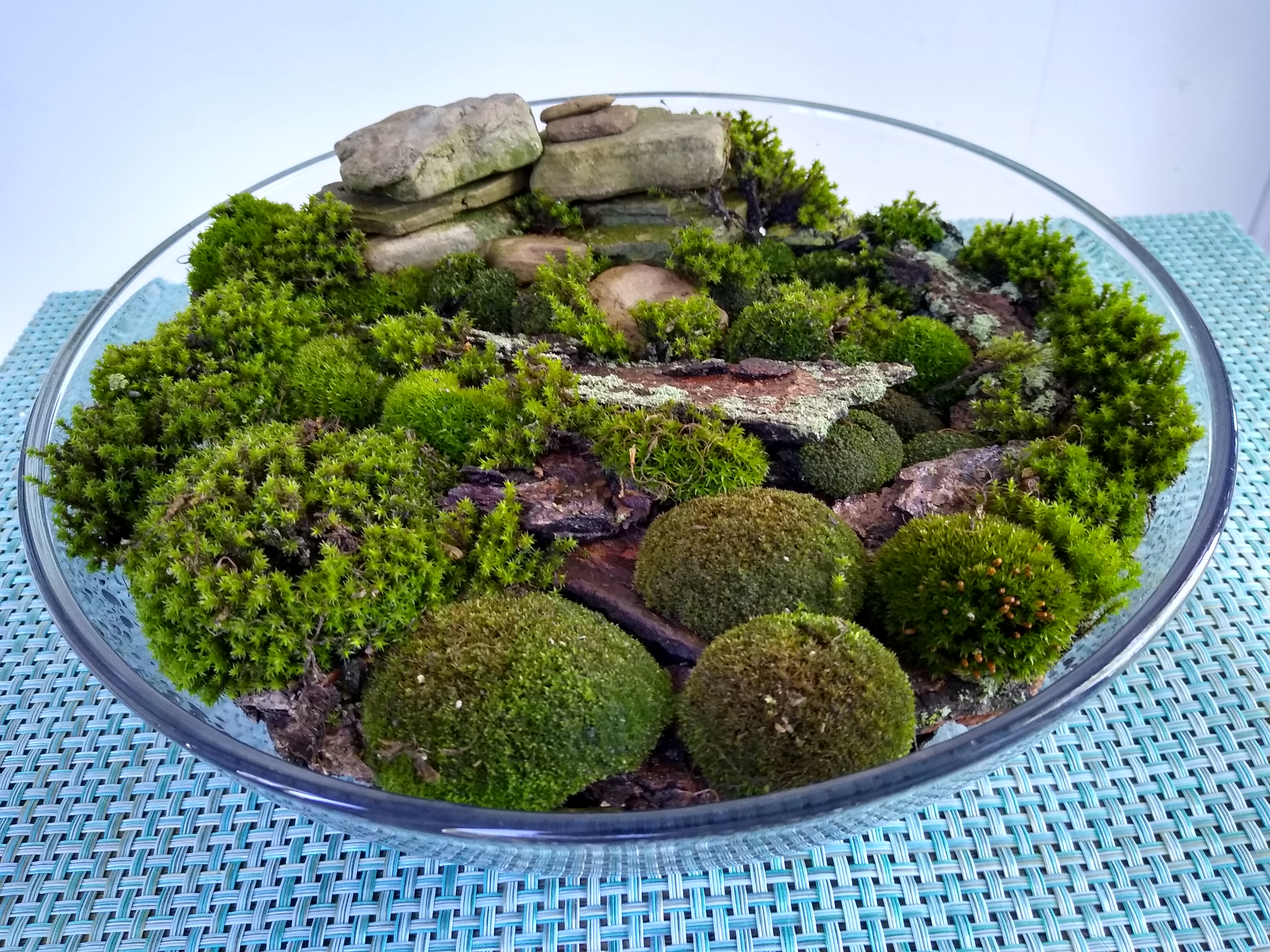 moss garden in glass bowl